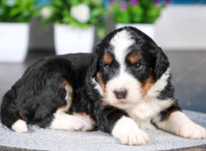 tri-colored Male standard bernedoodle near Chicago Illinois