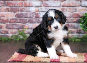 tri-colored Male standard bernedoodle near Chicago Illinois