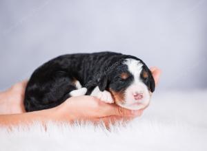 tri-colored Male standard bernedoodle near Chicago Illinois