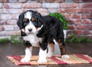 tri-colored Male standard bernedoodle near Chicago Illinois