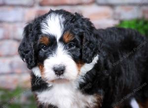 tri-colored Male standard bernedoodle near Chicago Illinois