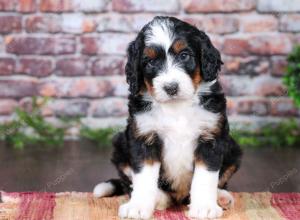 tri-colored Male standard bernedoodle near Chicago Illinois