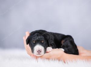 tri-colored Male standard bernedoodle near Chicago Illinois