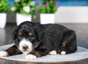 tri-colored Male standard bernedoodle near Chicago Illinois