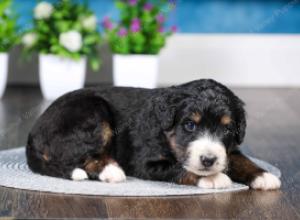 tri-colored Male standard bernedoodle near Chicago Illinois