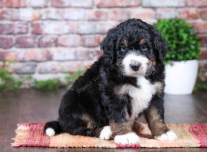 tri-colored Male standard bernedoodle near Chicago Illinois