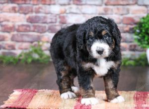 tri-colored Male standard bernedoodle near Chicago Illinois