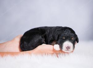 tri-colored Male standard bernedoodle near Chicago Illinois