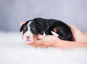 tri-colored female standard bernedoodle near Chicago Illinois