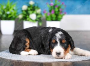 tri-colored female standard bernedoodle near Chicago Illinois