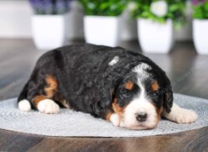 tri-colored female standard bernedoodle near Chicago Illinois