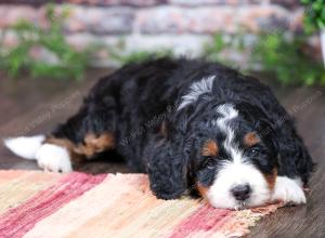 tri-colored female standard bernedoodle near Chicago Illinois