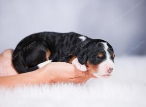 tri-colored female standard bernedoodle near Chicago Illinois