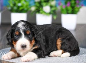 tri-colored female standard bernedoodle near Chicago Illinois