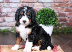 tri-colored female standard bernedoodle near Chicago Illinois