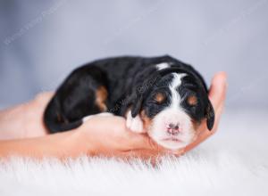 tri-colored female standard bernedoodle near Chicago Illinois