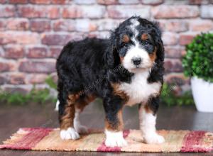 tri-colored female standard bernedoodle near Chicago Illinois