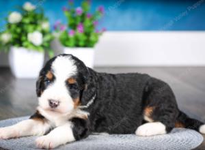 tri-colored female standard bernedoodle near Chicago Illinois