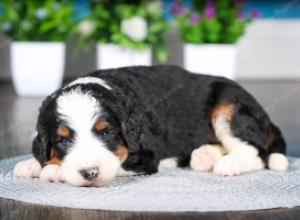 tri-colored female standard bernedoodle near Chicago Illinois