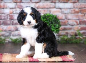 tri-colored female standard bernedoodle near Chicago Illinois