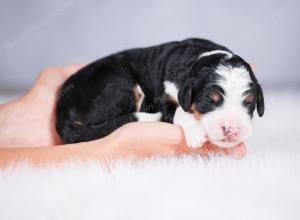 tri-colored female standard bernedoodle near Chicago Illinois