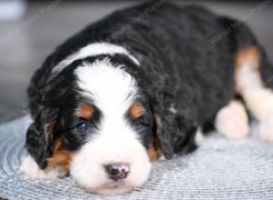 tri-colored female standard bernedoodle near Chicago Illinois