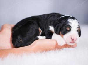 tri-colored female standard bernedoodle near Chicago Illinois