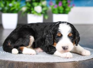 tri-colored female standard bernedoodle near Chicago Illinois