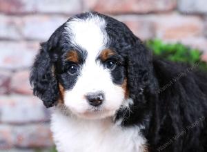 tri-colored female standard bernedoodle near Chicago Illinois