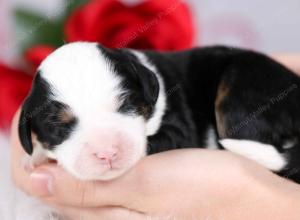 tri-colored female mini bernedoodle near Chicago Illinois