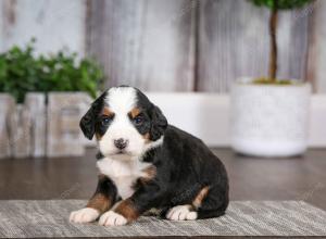 tri-colored female mini bernedoodle near Chicago Illinois