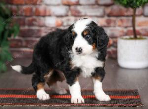 tri-colored male mini bernedoodle near Chicago Illinois