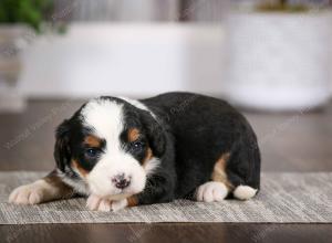 tri-colored female mini bernedoodle near Chicago Illinois