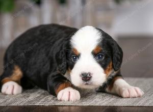 tri-colored female mini bernedoodle near Chicago Illinois