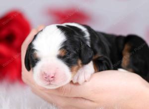 tri-colored female mini bernedoodle near Chicago Illinois