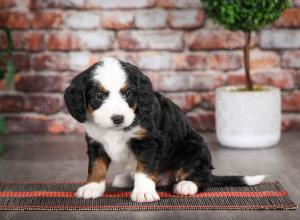tri-colored female mini bernedoodle near Chicago Illinois