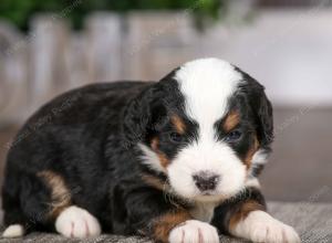 tri-colored male mini bernedoodle near Chicago Illinois