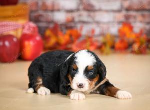 mini bernedoodle near Saint Louis MO