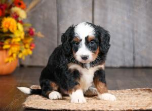 mini bernedoodle near Saint Louis MO