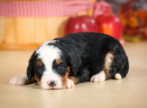 mini bernedoodle near Saint Louis MO