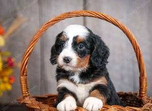 mini bernedoodle near Saint Louis MO