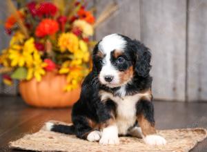 mini bernedoodle near Saint Louis MO