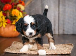 mini bernedoodle near Saint Louis MO