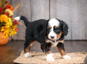 mini bernedoodle near Saint Louis MO