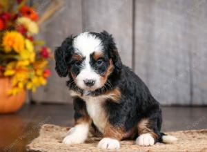 mini bernedoodle near Saint Louis MO