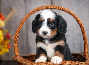 mini bernedoodle near Saint Louis MO