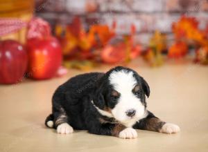 mini bernedoodle near Saint Louis MO