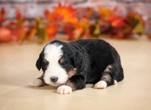 mini bernedoodle near Saint Louis MO