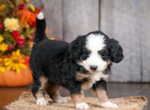 mini bernedoodle near Saint Louis MO
