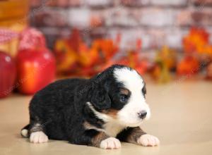 mini bernedoodle near Saint Louis MO